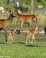 Łanie z cielętami