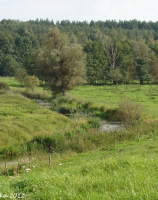 38. Rega, okolice wsi Gola Dolna (127,3 km)