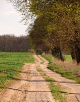 Droga z Krępcewa do wsi Trzebień