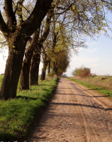 Droga z Krępcewa do wsi Trzebień