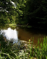 Brojce, Mołstowa