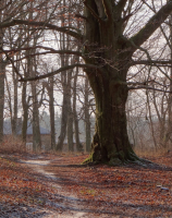 Przemysław, park