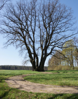 Kikowo, pomnik poległych w I wojnie światowej