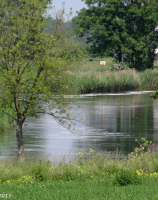 Pianówka, Noteć